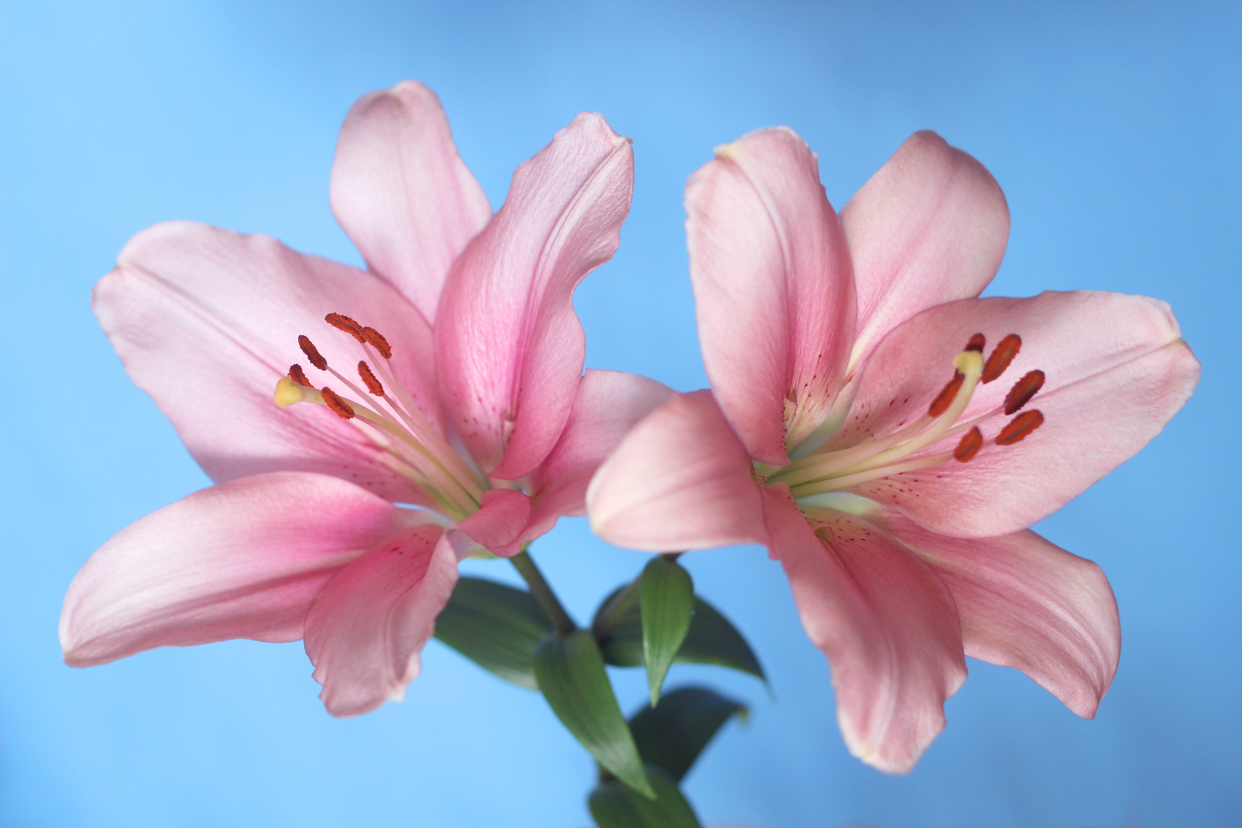 Photo of light pink lilies with blue background